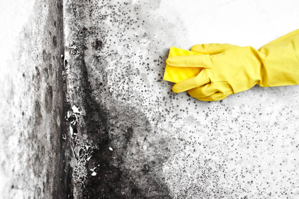 Best Toxic Mold Removal  in Amherst, VA