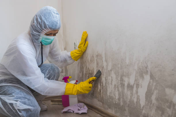 Best Professional Mold Removal  in Amherst, VA