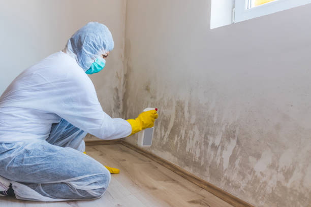 Certified Mold Removal in Amherst, VA