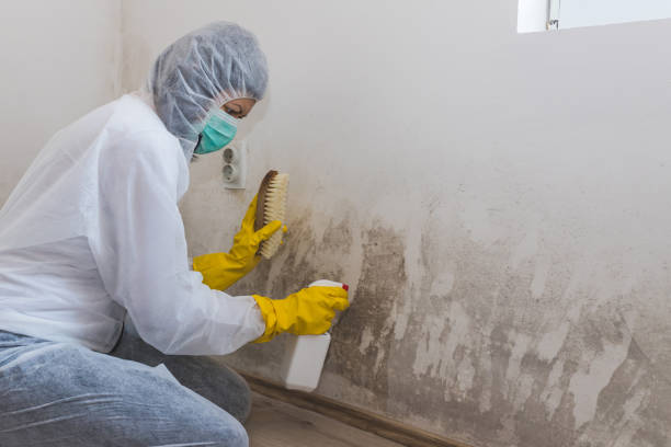 Best Emergency Mold Removal  in Amherst, VA