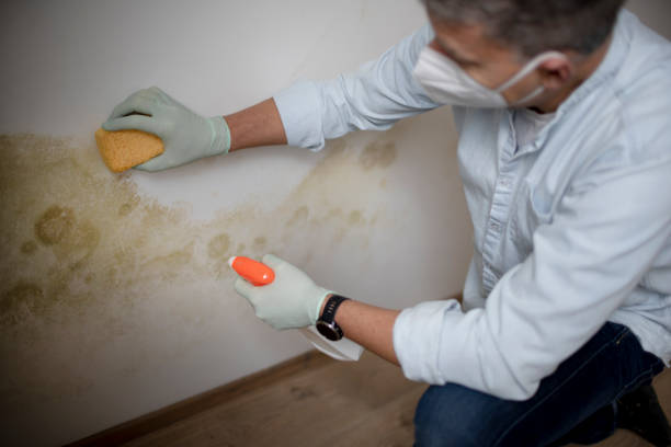 Best Affordable Mold Removal  in Amherst, VA