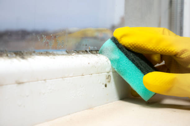 Best Black Mold Removal  in Amherst, VA