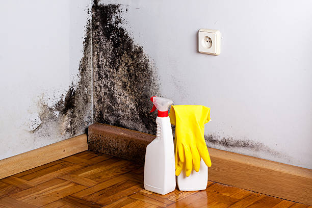 Mold Testing and Removal in Amherst, VA