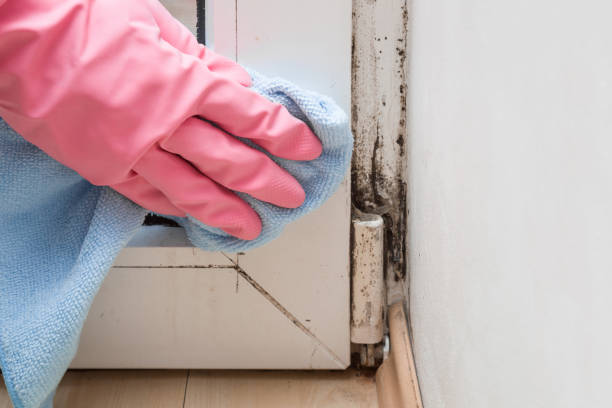 Best Black Mold Removal  in Amherst, VA