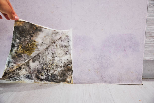 Best Fast Mold Removal  in Amherst, VA